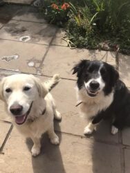 Paw Behaviour Dog Training two dogs sitting