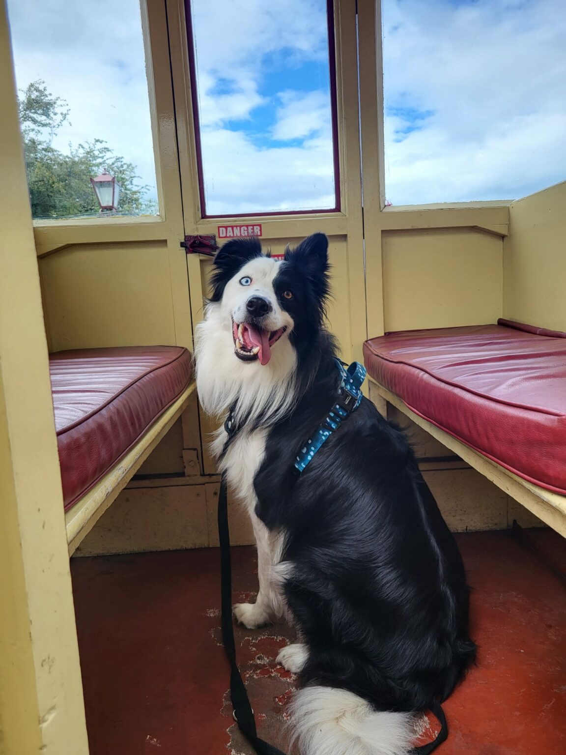 Canine Carriages