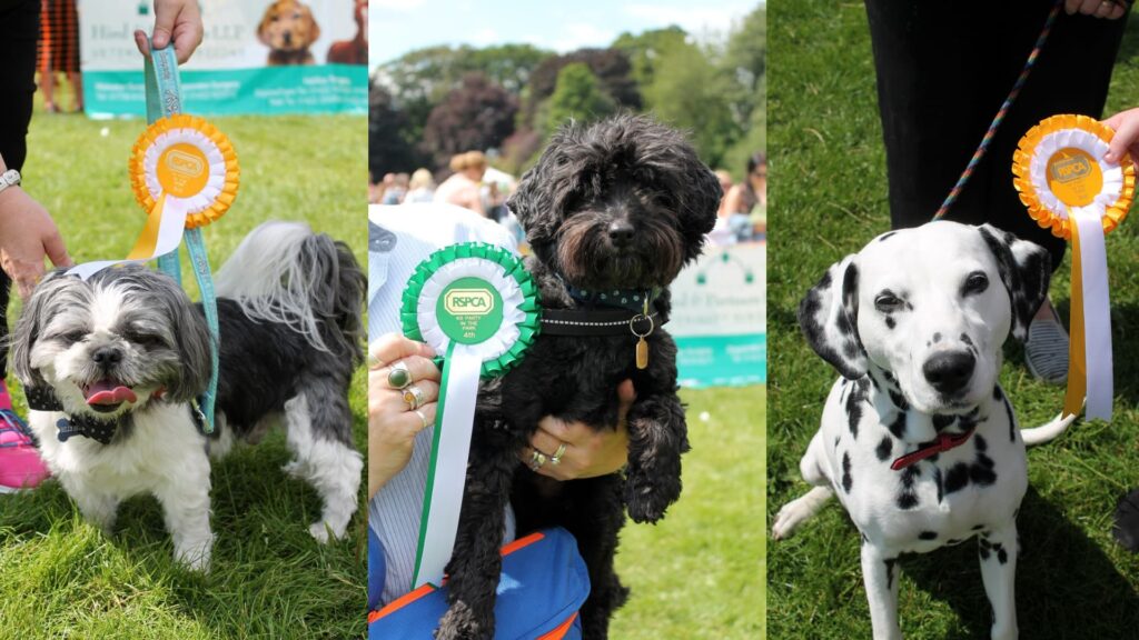 K9 Party in the Park Halifax 2