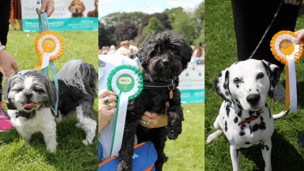 K9 Party in the Park Halifax 2
