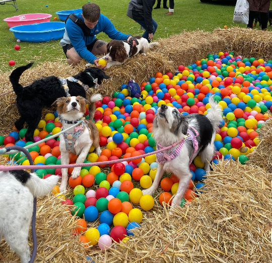 K9 Party in the Park Halifax