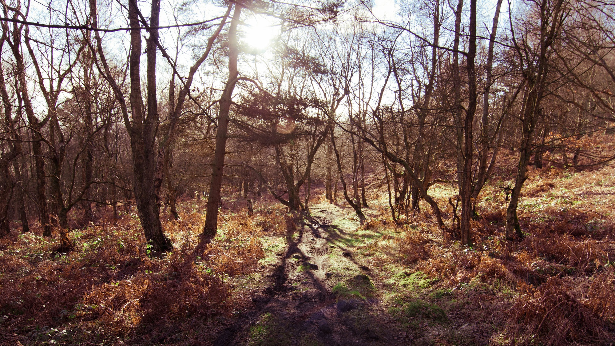 Autumn Splendour! | Guided Walk
