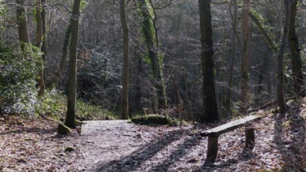 woods woodland guided walk anston stone woods