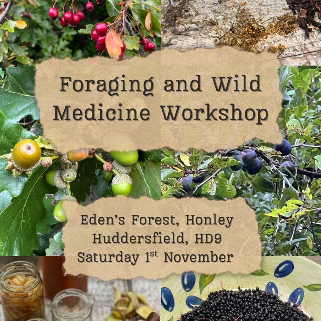 Foraging & Wild Medicine Workshop at Eden's Forest