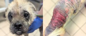 Teddy 5 year old dog suffering from a painful case of Sarcoptic was recently cared for and rehomed by the RSPCA branch