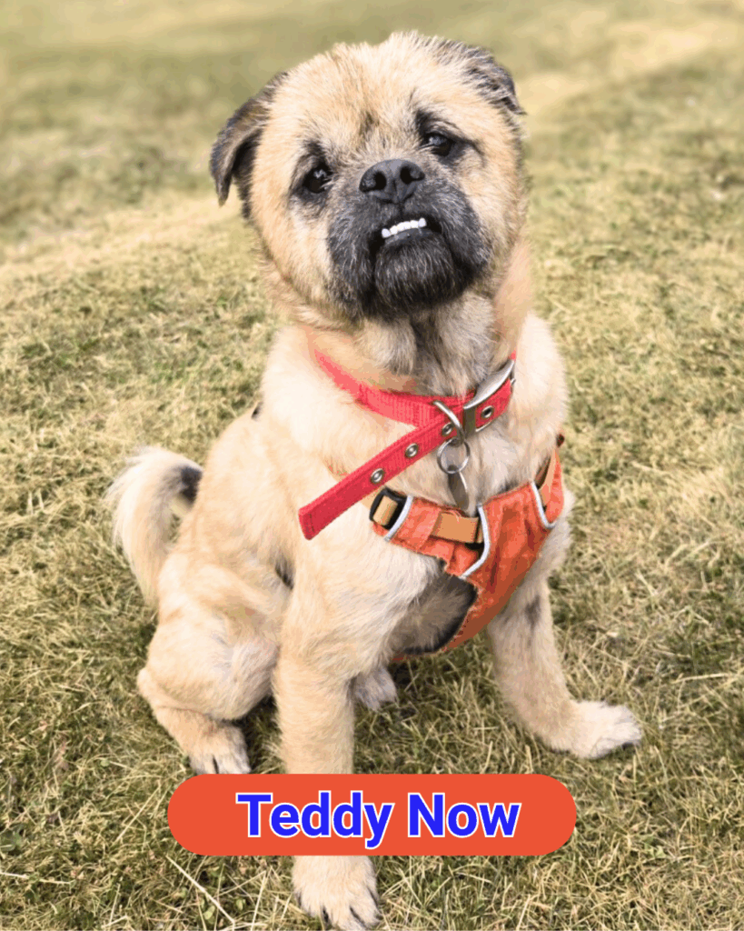 Teddy 5 year old dog suffering from a painful case of Sarcoptic was recently cared for and rehomed by the RSPCA branch after