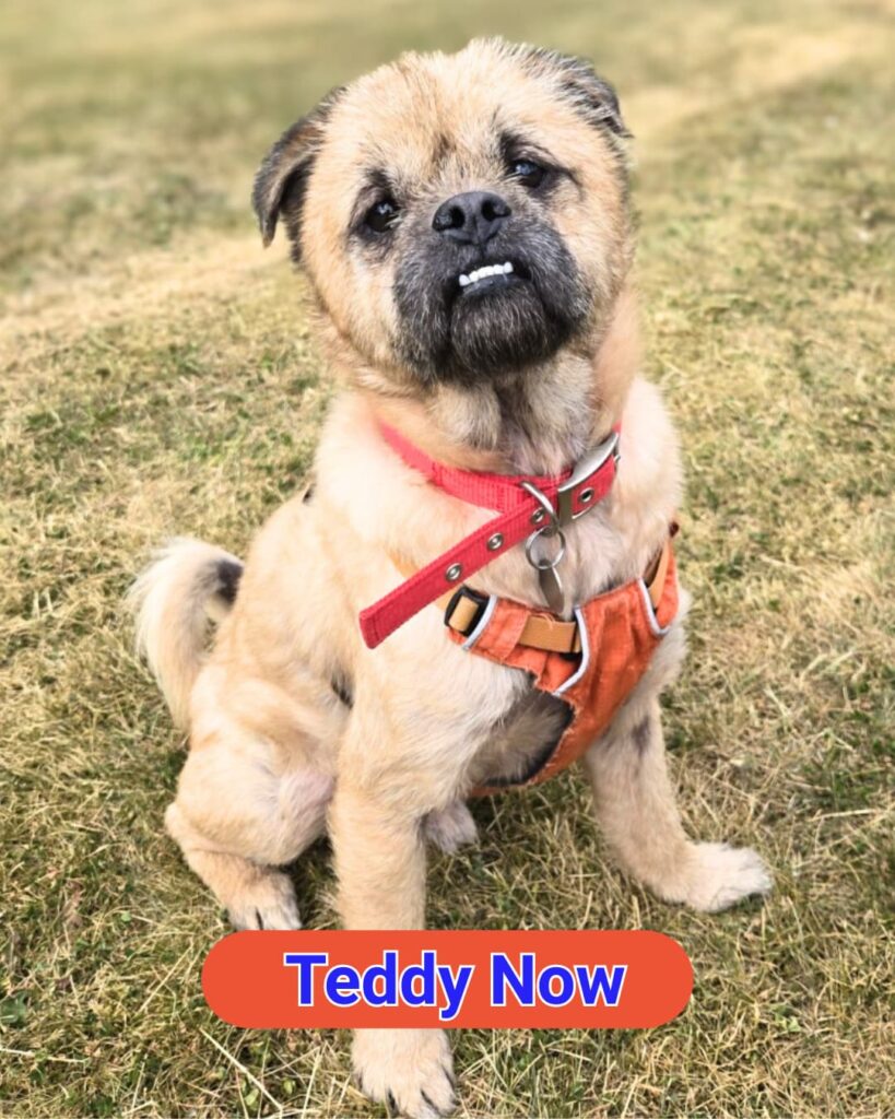Teddy suffering from Sarcoptic Mange was recently cared for and rehomed by the RSPCA