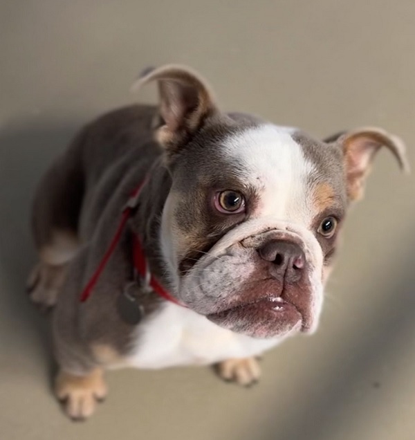 RSPCA Halifax Huddersfield Bradford - Dottie the bulldog