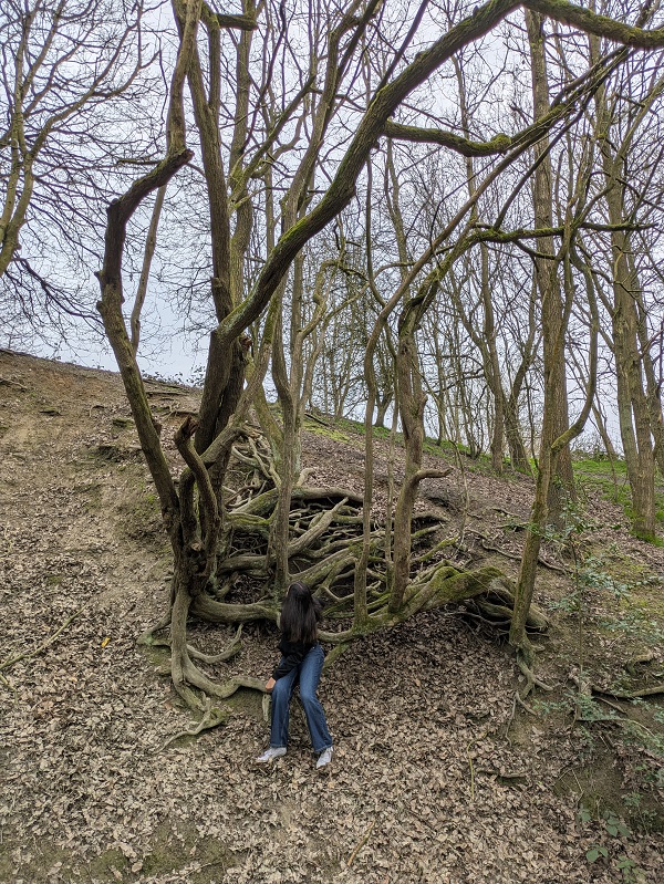 Oakwell Hall Nature - tress growing out of the hillside