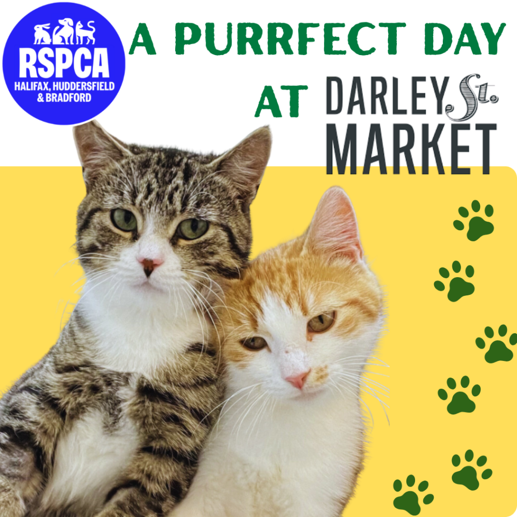 A Purrfect Day at Darley Street Market