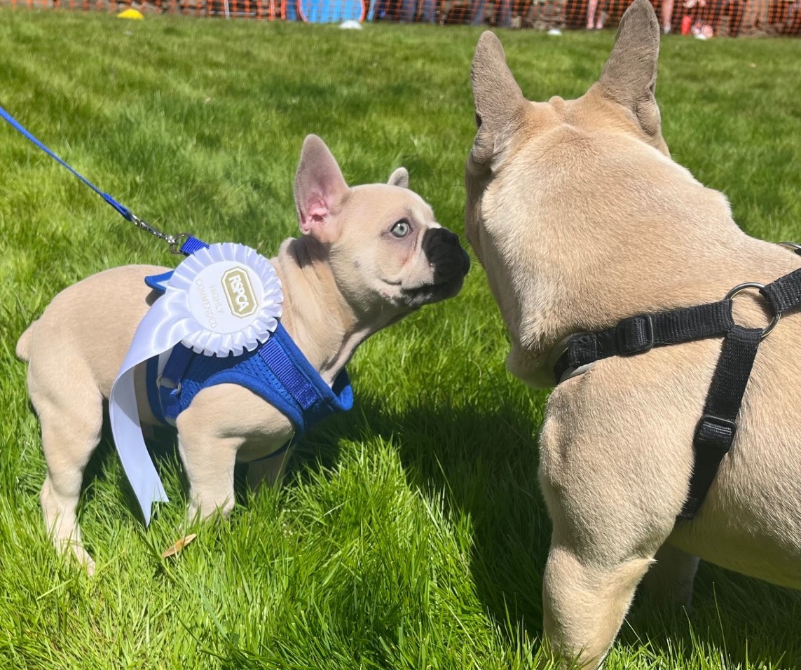 Fun Dog Show at Toby Carvery
